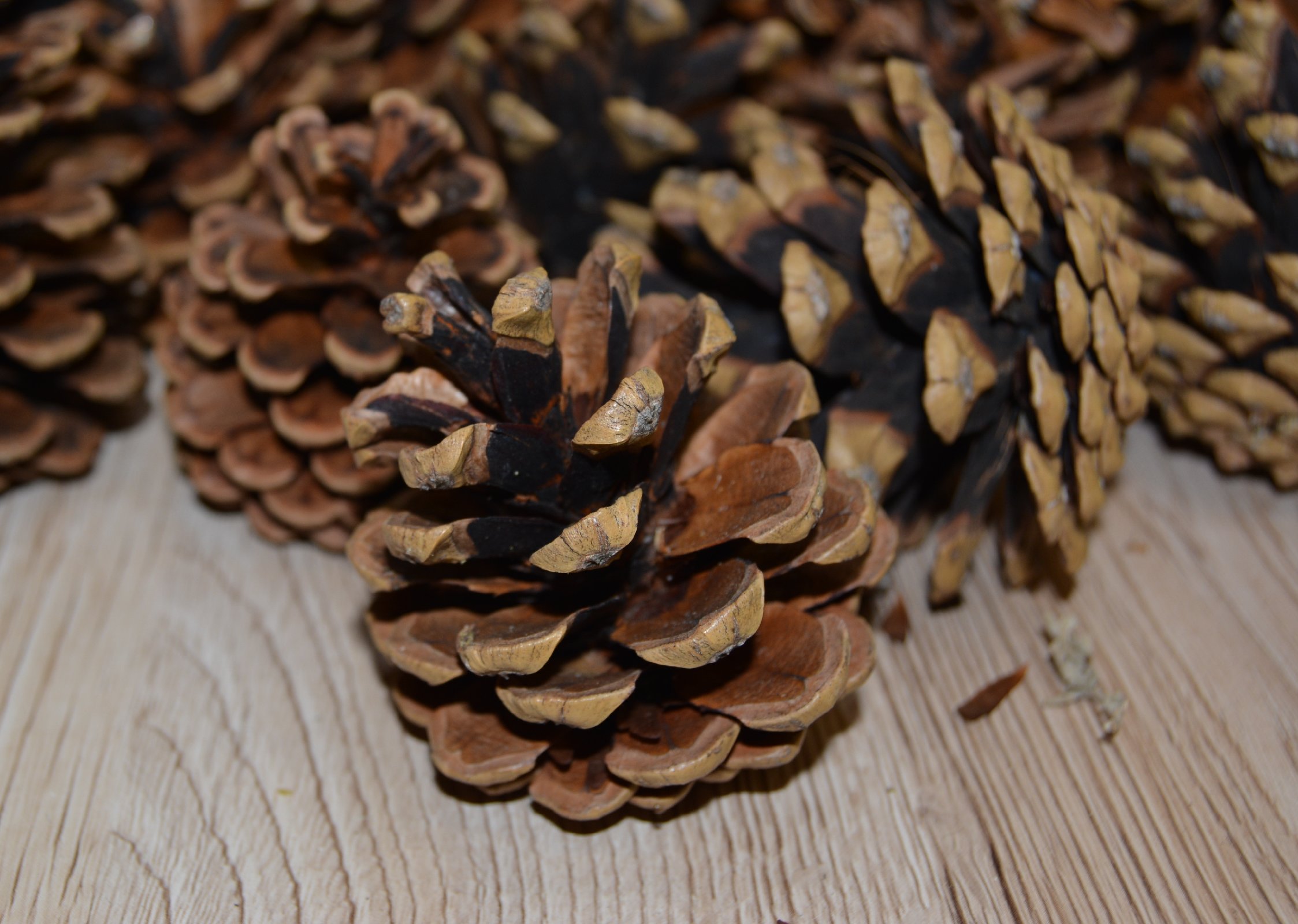 Tannenzapfen, Kiefernzapfen,Natur große Zapfen 5-10cm für Weihnachten, Deko usw. | eBay